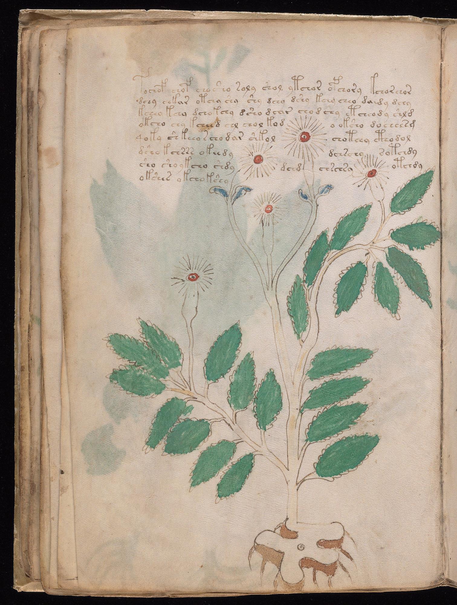Voynich Manuscript folio f27v — Beinecke MS 408